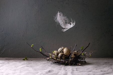Quail Easter eggs in birds nest with white soaring feather standing on grey linen table cloth with...