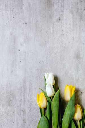 Variety of tulips flowers white and yellow with green leaves over grey texture background. Flat lay, copy space. Spring time.の写真素材