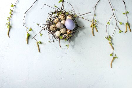 Colored chicken and quail Easter eggs in birds nest with young blooming birch branches over light grey texture background. Flat lay, spaceの写真素材
