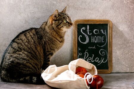 Cat stay home conceptの写真素材