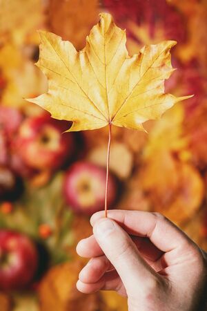 Yellow maple leaf in man's hand over variety of red and yellow autumn leaves with apples and nuts....
