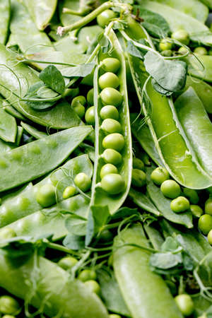Heap of young sweet organic green pea in pods with sprouts over grey background. Close upの写真素材