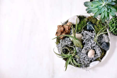 Plant composition with tillandsia air, moss and different succulent plants eonium, cactus in ceramic...
