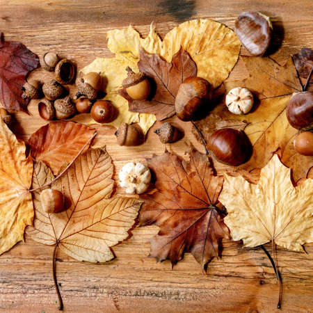 Autumn fall seasonal composition with yellow maple leaves, rowan berries, chestnuts and decorative pumpkins over wooden texture background. Flat lay, square imageの写真素材
