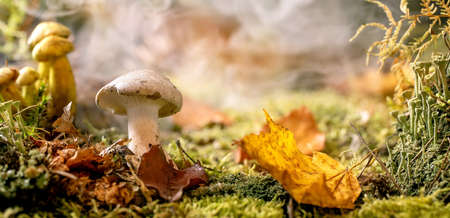 Fairy tale ambiance magical autumn misty forest background. Autumn leaves, moss, different wild mushrooms. Banner sizeの写真素材