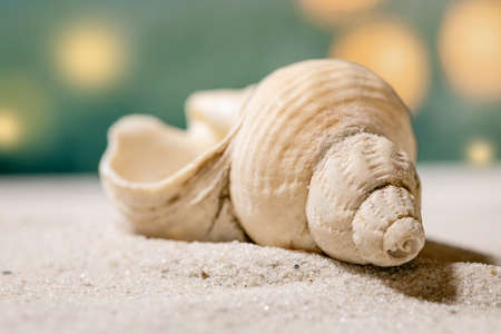 Close up of seashell on summer sand sea beach with waves and sunbeams at background. Copy space...