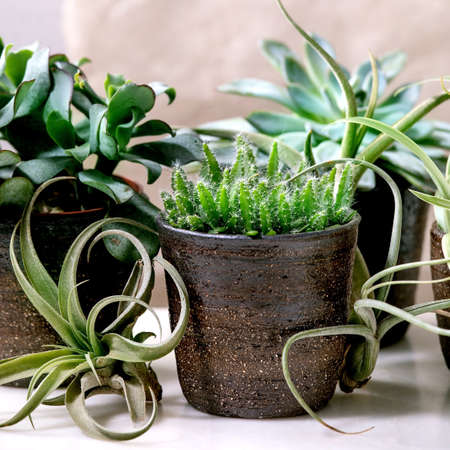 Tillandsia air and different succulent plants eonium, cactus in ceramic pots standing on white marble table. Pandemic hobbies, green houseplants, urban plants. Square imageの写真素材
