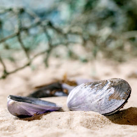 Old fishing nets and mussel shells on summer sand sea beach with waves at background. Close up. Square imageの写真素材