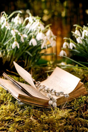 Old opened book with willow branches catkins. Spring forest snowdrops, beautiful first blossom...