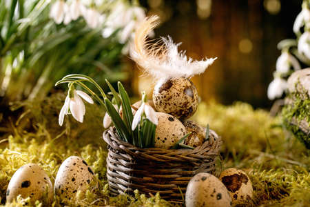 Easter greeting. Basket with quail eggs with feather on moss in spring forest with beautiful first...