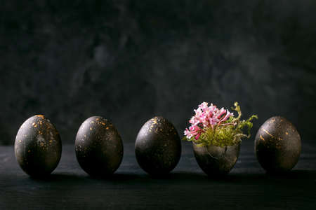 Black Easter concept. Bio colored black eggs with golden spots with moss and small pink flowers in row on dark wooden background.の写真素材