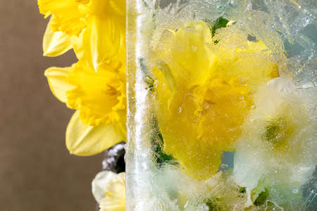 Beautiful flowers yellow daffodils in transparent ice block. Frozen beauty concept. Floral greeting...