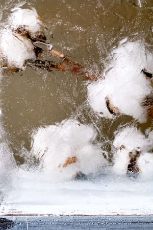 Beautiful trend cotton flowers in transparent ice block. Frozen beauty concept. Floral eco greeting cardの写真素材