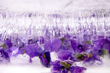 Flower ice for cocktails cold drinks. Violets flower in transparent block of ice. Close upの写真素材