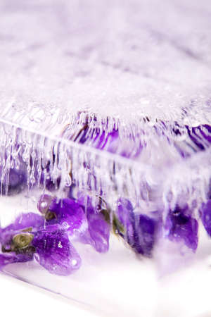 Flower ice for cocktails cold drinks. Violets flower in transparent block of ice. Close upの写真素材