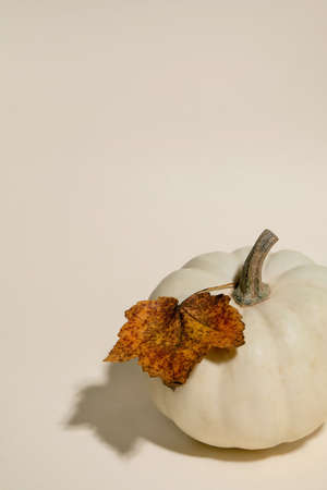 White whole uncooked decorative pumpkin with autumn dry leaves over beige background. Autumn minimalist composition. Copy spaceの写真素材