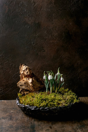 Floral composition in Japanese style ikebana. Spring snowdrops and forest moss in ceramic bowl. Decor with dry wood. Old wooden table and dark background, natural minimalist aesthetic.の写真素材