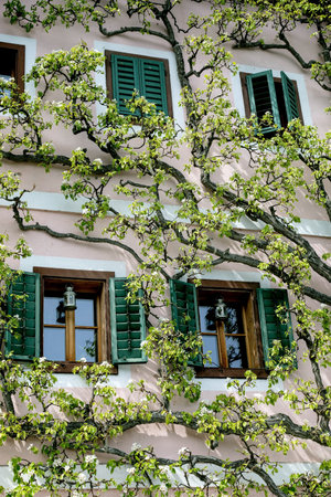 Beautiful Mediterranean style house with green wooden shutters windows covered by blooming climbing plants. Traditional European architecture with spring foliage creating natural frame around windows.の写真素材