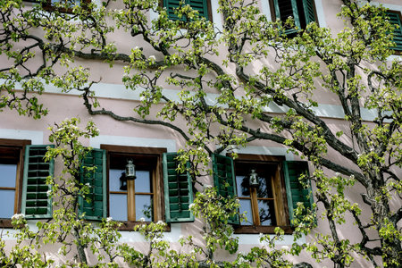 Hallstatt Austria. Beautiful European house facade with pink wall green shutters and blooming tree branches. Traditional architecture with wooden windows and small lanterns.の写真素材
