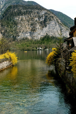 Hallstatt Austria. Scenic mountain lake view with traditional wooden houses yellow forsythia bushes clear water. Majestic rocky mountain background creates peaceful alpine landscape.の写真素材