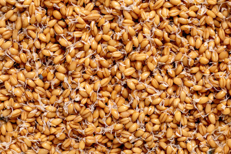 Closeup view of fresh sprouted wheat grains. Natural organic cereal with small white sprouts. Healthy vegan ingredient for nutrition.の写真素材