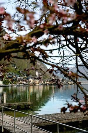 Hallstatt Austria. Scenic alpine lakeside village Hallstatt Austria framed by cherry blossoms branches. Wooden pier foreground historic buildings nestled between mountains reflected calm water.の写真素材