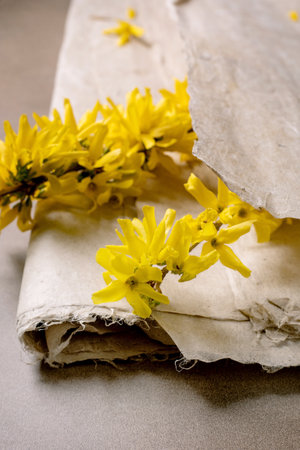 Closeup bright yellow forsythia flowers lying on aged torn parchment mulberry paper. Natural floral arrangement minimalist aesthetic warm spring concept.の写真素材