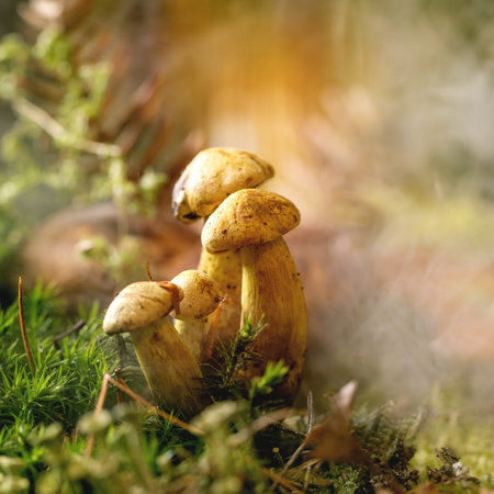 Fairy tale ambiance magical autumn misty forest background. Close up of group wild yellow mushrooms in autumn leaves and moss in fogの写真素材