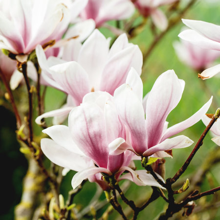 Spring blooming background with pink blossom magnolia flowers on tree.の写真素材