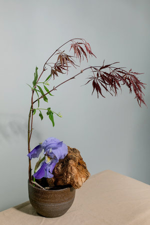 Elegant ikebana arrangement with purple iris flower red maple leaves and driftwood in ceramic pot. Minimalist Japanese floral art against neutral background.の写真素材