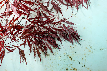 Beautiful red Japanese maple leaves branch on white marble background. Crimson delicate foliage creates contrast with bright surface. Elegant botanical composition.の写真素材