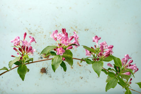 Blooming pink weigela branch with green leaves against light blue textured background. Delicate spring flowering shrub with clustered pink blossoms.の写真素材