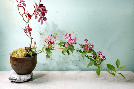 Pink flowering plant with green leaves in brown ceramic pot placed on stone against light blue wall. Delicate pink blossoms cascade from curved stem.の写真素材