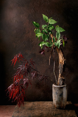 Artistic still life with ikebana red Japanese maple branch and green potted plant against textured dark brown background. Moody natural composition with rustic pottery vase.の写真素材