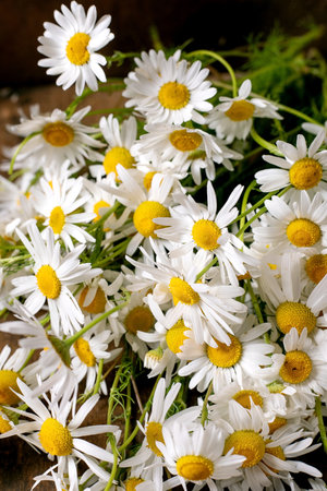 Fresh white daisy flowers with bright yellow centers gathered natural bunch of green stems outdoor garden setting spring summer bloomingの写真素材