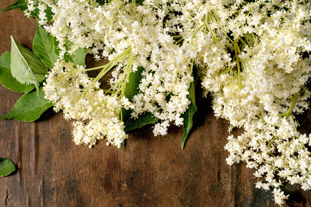 Fresh white elderflower blossoms with green leaves arranged on rustic wooden background. Natural herbal ingredient for cooking medicine traditional remedies.の写真素材