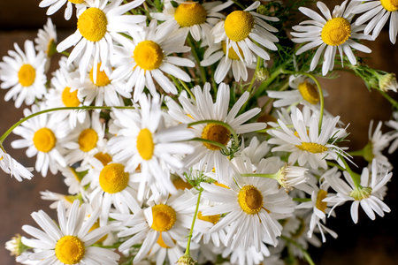 Closeup beautiful white daisies with yellow centers fresh wildflowers bouquet on wooden background natural botanical arrangementの写真素材