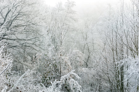 Winter landscape background. Frost on tree branches in winter forest, icy mist. Winter fog in Central Europe.の写真素材