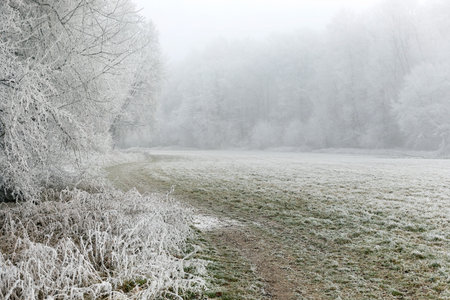 Winter landscape background. Frost on tree branches in winter forest, icy mist. Winter fog in Central Europe.の写真素材
