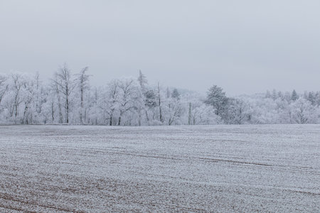 Winter landscape background. Frost on trees and field, icy mist. Winter fog in Central Europe.の写真素材