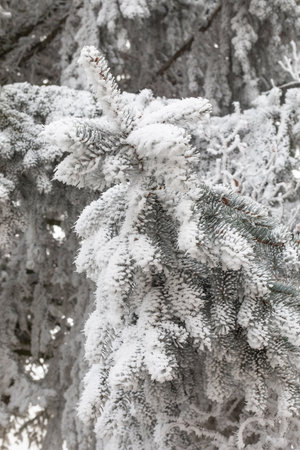 Winter landscape background. Frost on tree branches in winter forest, icy mist. Winter fog in Central Europe.の写真素材