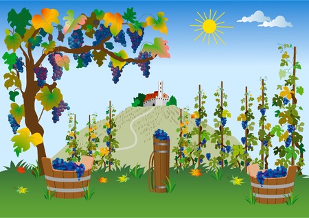 Vineyardのイラスト素材