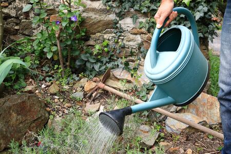 A gardener is watering plants with a watering canの写真素材