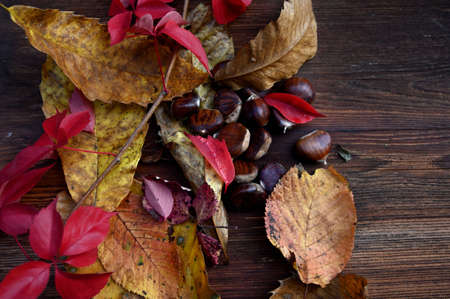 Autumn decor, leaves and chestnuts on a wooden boardの写真素材