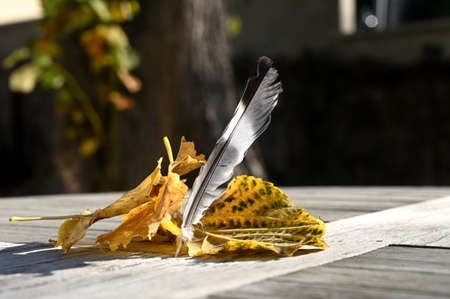 A bird feather with autumn leaves on a wooden tableの写真素材