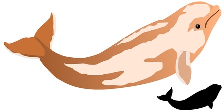 white whaleのイラスト素材