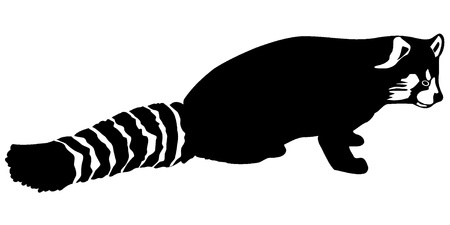 Lesser panda vector drawing on a white backgroundのイラスト素材