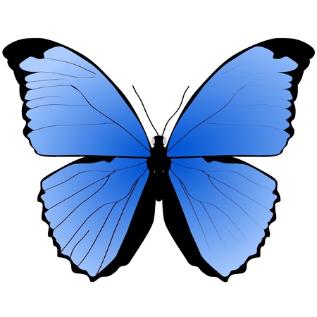The blue butterfly on a white backgroundのイラスト素材