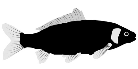 Vector illustration of Carp on a white backgroundのイラスト素材
