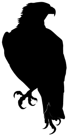 Vector illustration of gyrfalcon on a white backgroundのイラスト素材